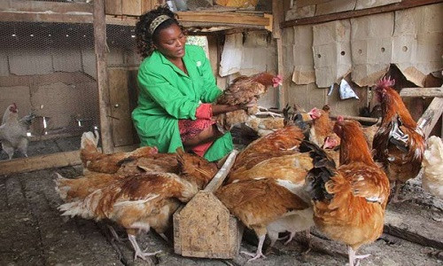 Ngu cung voi ga phong chong duoc benh sot ret