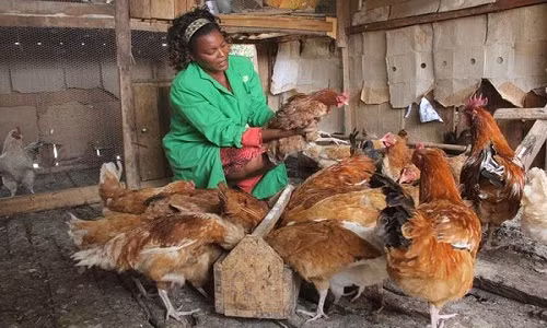 Ngủ cùng với gà phòng chống được bệnh sốt rét Ngu cung voi ga phong chong duoc benh sot ret