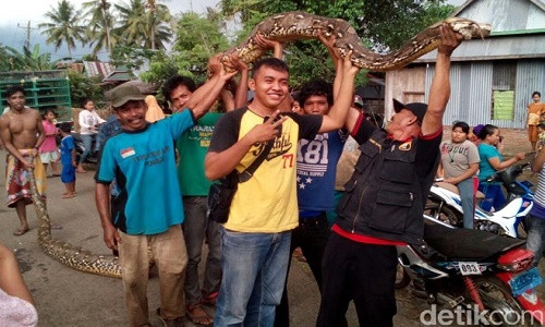 Vat lon 3 gio bat duoc con tran khong lo dai 8m