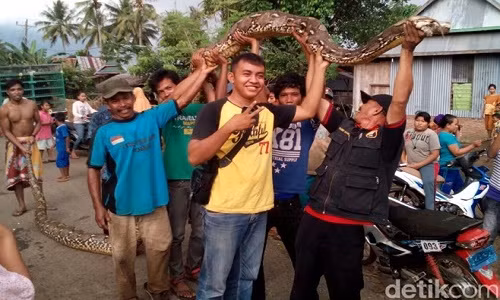 Vat lon 3 gio bat duoc con tran khong lo dai 8m