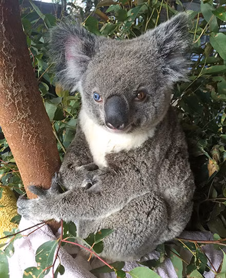 Koala co 2 mau mat xanh nau gay kinh ngac tot do