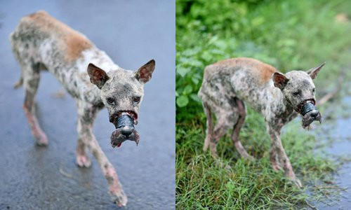 Câu chuyện giải cứu chú chó đáng thương này từng là tâm điểm chú ý của cộng đồng mạng. Cho đến giờ, sau hơn một năm được cứu chữa, cuộc sống của chú chó Bến Tre (tên Lucky) vẫn được nhiều người quan tâm. Ngày 23/7, trên Fanpage của đội cứu trợ động vật “Gia đình của bé” đăng tải một hình ảnh về cuộc sống hiện tại của chú chó Bến Tre với dòng trạng thái cảm động: “Các bạn biết không, hôm nay đã là một năm trôi qua kể từ khi Lucky được cứu về ARC. Lucky đã trải qua rất nhiều biến cố để cuối cùng trở thành khỏe mạnh như ngày hôm nay. Cảm ơn, cảm ơn tất cả mọi người đã biến điều kỳ diệu này trở thành sự thật!”.