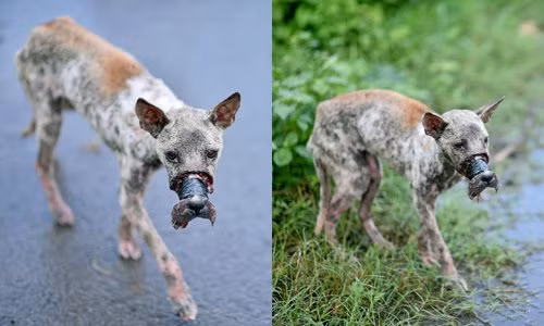 Câu chuyện giải cứu chú chó đáng thương này từng là tâm điểm chú ý của cộng đồng mạng. Cho đến giờ, sau hơn một năm được cứu chữa, cuộc sống của chú chó Bến Tre (tên Lucky) vẫn được nhiều người quan tâm. Ngày 23/7, trên Fanpage của đội cứu trợ động vật “Gia đình của bé” đăng tải một hình ảnh về cuộc sống hiện tại của chú chó Bến Tre với dòng trạng thái cảm động: “Các bạn biết không, hôm nay đã là một năm trôi qua kể từ khi Lucky được cứu về ARC. Lucky đã trải qua rất nhiều biến cố để cuối cùng trở thành khỏe mạnh như ngày hôm nay. Cảm ơn, cảm ơn tất cả mọi người đã biến điều kỳ diệu này trở thành sự thật!”.