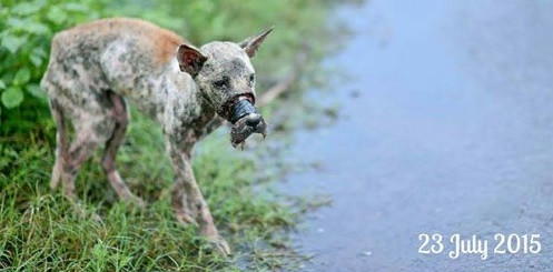 Cuối tháng 7/2015, câu chuyện giải cứu một chú chó gầy trơ xương bị buộc mõm đến mức hoại tử ở Bến Tre đã gây ra sự phẫn nộ lớn trong cộng đồng mạng. Chú chó bị hoại tử mõm ở Bến Tre rất đáng thương được biết đến qua những bức ảnh của nhiếp ảnh gia Điền Nguyễn (Bến Tre). Ngày 21/7, khi đi qua Khu đô thị Việt Sinh (huyện Ba Tri, tỉnh Bến Tre), vô tình nhìn thấy chú chó gầy trơ, mõm bị băng chặt đang lang thang ở bãi rác, anh đã chụp lại một số bức ảnh rồi đăng tải lên Facebook với dòng trạng thái xót xa.