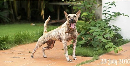 Ngay lập tức, một nhóm bạn trẻ ở huyện Ba Tri đã lập nhóm kêu gọi giải cứu chú chó. Sau hơn 1 ngày tìm kiếm, chú chó bị bịt mõm được tìm thấy và cứu chữa kịp thời bởi nhóm bạn trẻ cùng đội ngũ y bác sĩ và đoàn hỗ trợ đến từ TP.HCM. Chú chó được gỡ lớp băng keo rồi chuyển về đội cứu hộ động vật để chăm sóc. Trong hình là chú chó ở Bến Tre sau 1 năm được giải cứu (ảnh: A.R.C Vietnam)