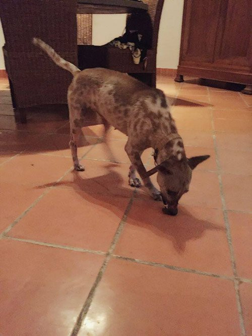 Bức hình cho thấy, chú chó Lucky đã phục hồi về thể chất. Chú mập mạp, khỏe mạnh hơn, phần mõm cũng đã lên da non. “Lucky thích chạy nhảy và chơi đùa với những chú chó khác. Hiện tại, Lucky đang được một cô người nước ngoài chăm sóc và huấn luyện để quen hơn với cuộc sống bầy đàn và tự tin hơn khi tiếp xúc với con người”, Đặng Ngọc Anh Thư – trưởng nhóm “Gia đình của bé” chia sẻ.