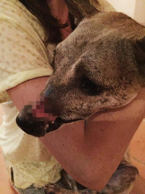 Anh Thư cho biết thêm, 6 tháng đầu được đưa về, việc chữa trị cho chú chó Bến Tre gặp nhiều khó khăn do thể lực yếu và thường xuyên kháng thuốc. Một bác sĩ trong đội cứu trợ đã dành toàn bộ thời gian làm việc để chữa trị và phục hồi sức khỏe cho chú chó. Hiện tại, phần mõm bị hoại tử của Lucky đã lên da non, cơ thể mập mạp hơn vì tăng hơn 10kg.