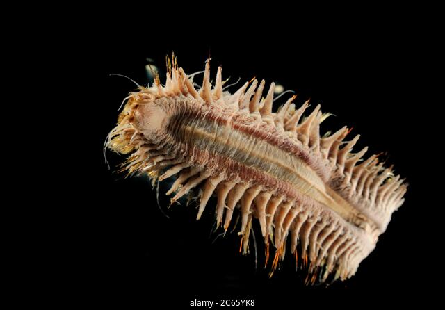 Đồng thời, loài sâu biển khổng lồ này cũng có khả năng mở rộng hàm, cổ họng khi ăn, giúp chúng nuốt được những con mồi lớn.