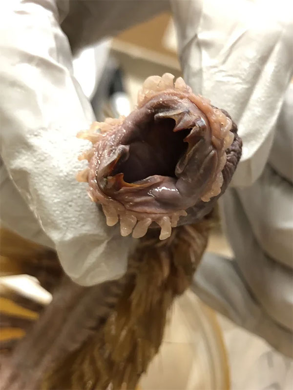 Tuy vậy, đến tận ngày nay, các nhà nghiên cứu vẫn chưa tìm hiểu được chính xác cách thức săn mồi của chúng.