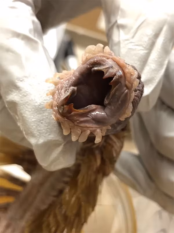 Tuy vậy, đến tận ngày nay, các nhà nghiên cứu vẫn chưa tìm hiểu được chính xác cách thức săn mồi của chúng.