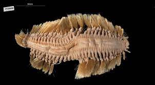 Những chiếc chân của nó thoạt nhìn như những cọng lông mềm nhưng thực sự chúng có tác dụng rất lớn, giúp loài sâu này tự do bơi lội trong biển, bò trên đáy biển hoặc tự vệ quyết liệt. Nếu chạm vào những chân này, rất dễ bị trúng độc.