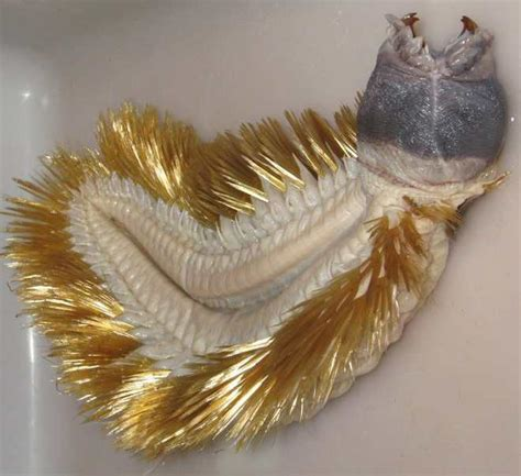 Eulagisca gigantea là một con sâu giun nhiều tơ thuộc gia đình Polynoidae có chiều dài trung bình khoảng 12cm. Eulagisca gigantea có thân hình dẹt và trên lưng có tới 15 cặp vảy.