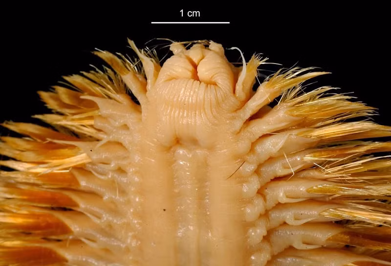 Sau khi thả vào nước, trứng của con cái được thụ tinh bởi con đực. Trứng được thụ tinh thường trôi nổi tự do trong nước như sinh vật phù du. Những quả trứng này phát triển thành ấu trùng. Sau giai đoạn ấu trùng, cơ thể chúng sẽ dài ra bằng kích thước trưởng thành.