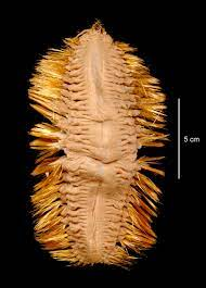 Miệng của loài sâu này chỉ rộng khoảng 2cm nhưng những chiếc răng nanh sắc như dao cạo và cấu tạo quặp vào có thể giúp chúng tóm gọn con mồi chẳng mấy khó khăn.