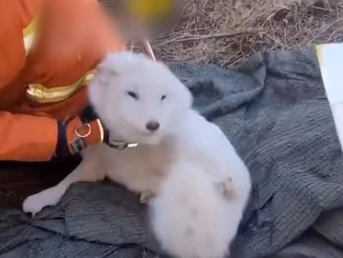 Mới đây, một người dân ở Kế Châu, Thiên Tân, Trung Quốc, trong lúc đi ra ngoài bất chợt nghe thấy âm thanh lạ phát ra từ một chiếc giếng cạn gần đó. Tới gần nhìn kỹ hơn, anh phát hiện có một chú cún màu trắng dường như thuộc giống chó Samoyed đang mắc kẹt dưới giếng, không thể trèo lên được.