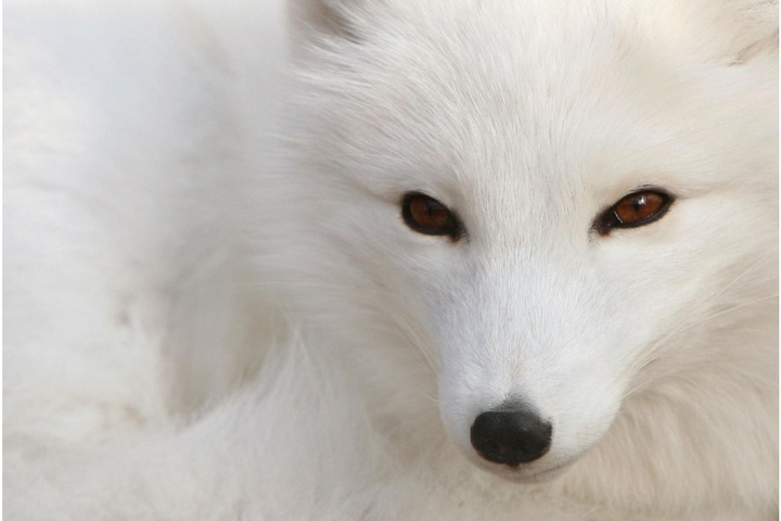 Chiều dài cơ thể vào khoảng 46 đến 68 cm (18 đến 27 in) cùng với thân hình cong tròn giúp chúng giảm thiểu được sự truyền nhiệt từ cơ thể ra ngoài không khí.