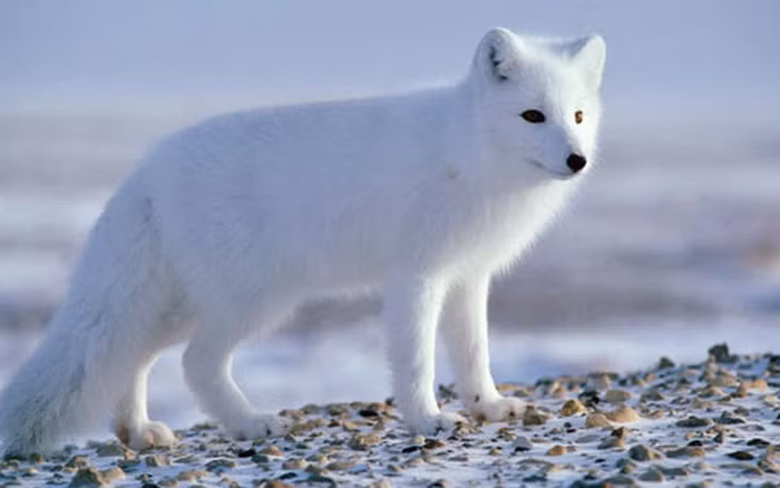 Cáo tuyết, hay cáo trắng là loài cáo Bắc cực. Là một loài cáo nhỏ có nguồn gốc từ vùng Bắc Cực ở Bắc bán cầu và thường sống tại quần xã ở đài nguyên Bắc Cực.