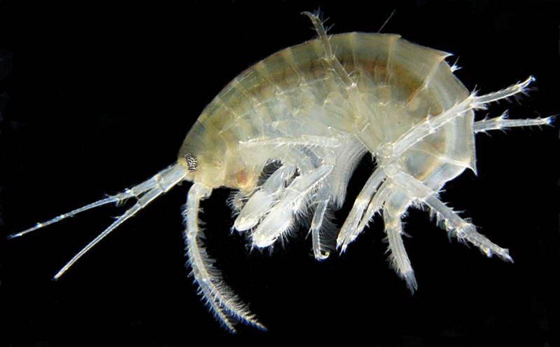 Theo các chuyên gia, các loài amphipod có một vũ khí bí mật giống như lá chắn. Chúng được bao bọc bởi một lớp áp giáp nhôm tổng hợp trong cơ thể bằng cách sử dụng nhôm có dưới đáy biển. Lớp vỏ này là cách bảo vệ chúng tốt nhất trước những kẻ săn mồi ẩn nấp ở dưới vực thẳm.