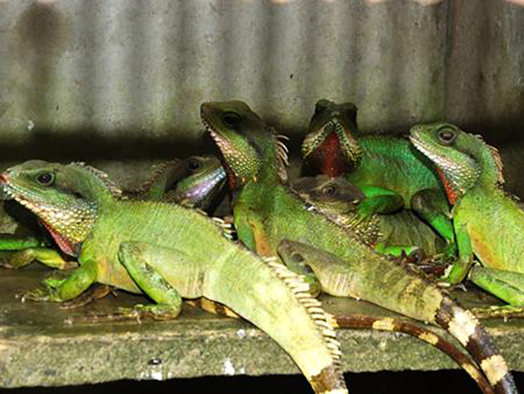 Kỳ tôm đẻ trứng từ tháng 11 đến tháng 7 âm lịch năm sau. Bình quân 8-15 trứng/con/đợt (2 đợt/năm). 