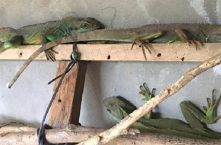 Tính bình quân, mỗi năm ông Điền có thể thu lãi cả trăm triệu đồng từ việc nuôi kỳ tôm.