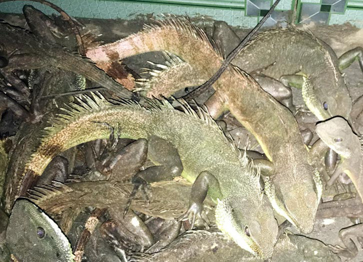 Thức ăn của kỳ tôm rất đơn giản, chỉ những thứ rau củ quả rẻ tiền