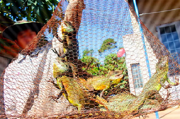 Loài này có màu da từ xanh lá cây tới xanh sẫm gần như đen.