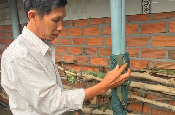 Ông Điền (ở huyện Vạn Ninh, tỉnh Khánh Hòa) cho biết trước đây số lượng ít ông thường bán cho các quán nhậu, nhà hàng khu vực Vạn Ninh, Ninh Hòa. Nay số lượng lớn ông bán cho một đại lý thu mua tại Ninh Hòa, bình quân 100-150 kg/tháng