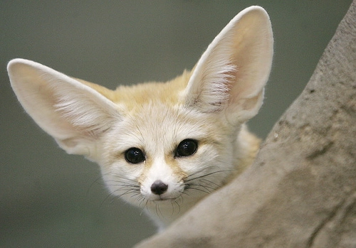  2. Cáo sa mạc: Tuy thuộc họ nhà cáo nhưng những con cáo sa mạc này rất khác với những con cáo thông thường, ở hình dáng những con cáo sa mạc có cái tai to khủng khiếp, có nhiều con tai còn to hơn cả mặt, đây là đặc điểm khá nổi bật của những con cáo này.