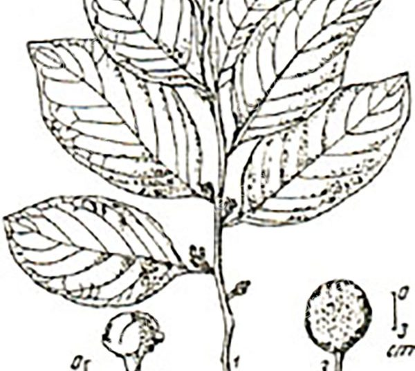 Xưng da (Siphonodon celastrineus) là cây gỗ lớn màu vàng nhạt, thớ mịn, dùng trong xây dựng và đóng đồ gia dụng. Cùi quả ăn được.