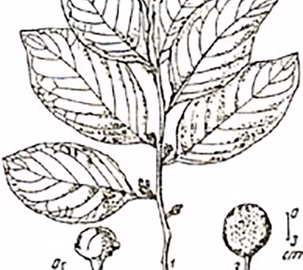 Xưng da (Siphonodon celastrineus) là cây gỗ lớn màu vàng nhạt, thớ mịn, dùng trong xây dựng và đóng đồ gia dụng. Cùi quả ăn được.