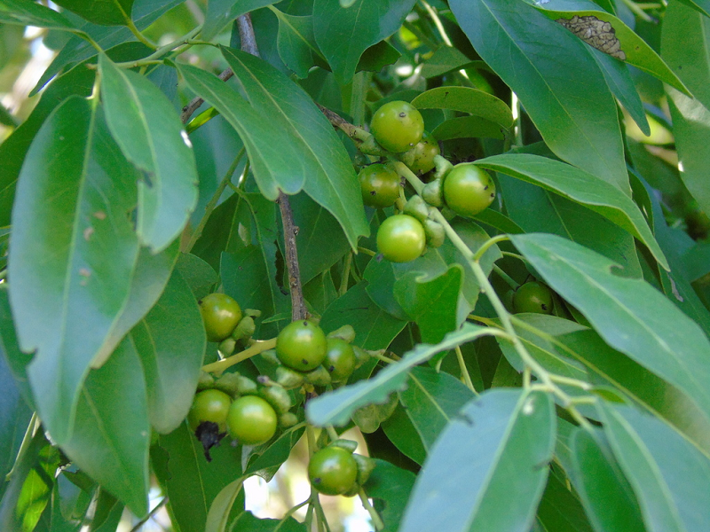 Mun có vỏ ngoài màu đen nhạt, nứt dọc nông. Cành non mảnh, nhẵn. Lá đơn, mọc cách, hình trái xoan - ngọn giáo, cỡ 5 - 6,5 x 2 - 2,2 cm, nhẵn; chóp có mũi gần tù; gốc nhọn rộng; gân chính lồi ở mặt dưới, gân bên 7 – 8 đôi, lồi trên hai mặt; cuống lá mảnh, dài 9 – 10 mm, nhẵn hoặc hơi có ít lông.