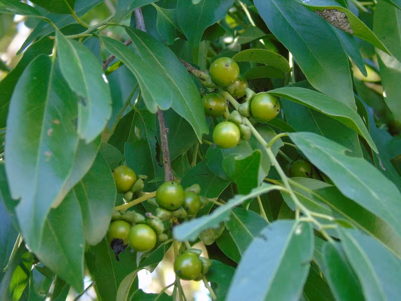 Mun có vỏ ngoài màu đen nhạt, nứt dọc nông. Cành non mảnh, nhẵn. Lá đơn, mọc cách, hình trái xoan - ngọn giáo, cỡ 5 - 6,5 x 2 - 2,2 cm, nhẵn; chóp có mũi gần tù; gốc nhọn rộng; gân chính lồi ở mặt dưới, gân bên 7 – 8 đôi, lồi trên hai mặt; cuống lá mảnh, dài 9 – 10 mm, nhẵn hoặc hơi có ít lông.