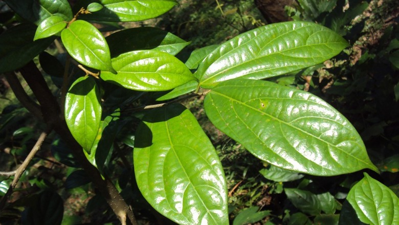 Ngoài ra, cây quăng lông (Alangium salviifolium) và sếu đỏ (Celtis philippensis) cũng là 2 loài cây gỗ đặc trưng, khá hiếm ở khu vực Nam Trung Bộ.