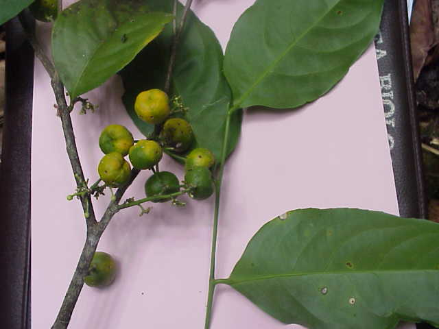 Đặc biệt, ở đây có 4 loài cây có tên trong Sách đỏ Việt Nam (2007) và Danh lục đỏ của thế giới (IUCN), gồm: Cà điện (Karomia fragrans), mun (Diospyros mun), tuế lược (Cycas pectinata), xưng da (Siphonodon celastrineus).