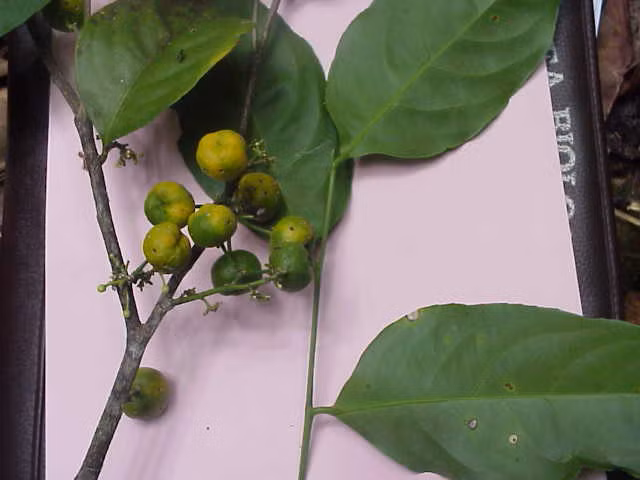 Đặc biệt, ở đây có 4 loài cây có tên trong Sách đỏ Việt Nam (2007) và Danh lục đỏ của thế giới (IUCN), gồm: Cà điện (Karomia fragrans), mun (Diospyros mun), tuế lược (Cycas pectinata), xưng da (Siphonodon celastrineus).