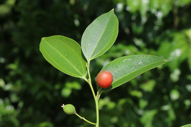 Việc bảo tồn và phát triển bền vững đa dạng sinh học, đặc biệt là các nguồn gen quý hiếm tại đây cần được quan tâm.
