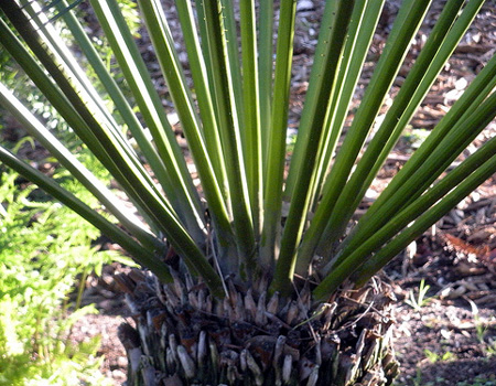 Tuế lược (Cycas pectinata) phân bố rộng, nhưng bị khai thác nhiều để buôn bán dùng làm cây cảnh. Bên cạnh đó môi trường sống bi phá huỷ, do đó mức độ bị đe doạ có chiều hướng gia tăng.