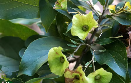 Cà điện Karomia fragrans loài khu phân bố hẹp, chỉ gặp ở một điểm, lại thường xuyên bị đe dọa bởi khai thác chặt phá rừng nên chúng càng trở nên quý hiếm.