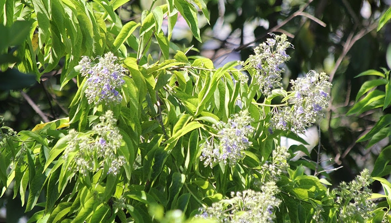Cà điện (Karomia fragrans) là cây cho gỗ tốt được dùng trong xây dựng và đóng đồ dùng gia đình. Cây gỗ cao 12-13 m, đường kính thân tới 40-50 cm. Vỏ cây thường có màu đen và có bì khổng. Cụm hoa của loài hình chuỳ ở đỉnh cành hay nách lá phía đỉnh cành, dài và rộng 10-15 cm, có lông.