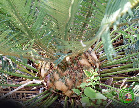 Tuế lược đã được ghi trong Sách Đỏ Việt Nam (1996) với cấp đánh giá "sẽ nguy cấp" (V) và Danh mục Thực vật rừng, Động vật rừng nguy cấp, quý hiếm (nhóm 2) của Nghị định số 32/2006/NĐ - CP ngày 30/3/2006 của Chính phủ để hạn chế khai thác, sử dụng vì mục đích thương mại. (Ảnh: Trần Hợp)