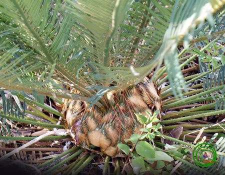 Tuế lược đã được ghi trong Sách Đỏ Việt Nam (1996) với cấp đánh giá "sẽ nguy cấp" (V) và Danh mục Thực vật rừng, Động vật rừng nguy cấp, quý hiếm (nhóm 2) của Nghị định số 32/2006/NĐ - CP ngày 30/3/2006 của Chính phủ để hạn chế khai thác, sử dụng vì mục đích thương mại. (Ảnh: Trần Hợp)