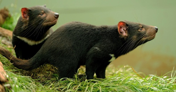 "Chúng tôi lo nó có thể cắn nếu bị dồn vào sát tường", bà Lynch nói. "Tôi đã rất sợ, nhưng thành thật thì tôi nghĩ con vật tội nghiệp đó còn sợ chúng tôi hơn".