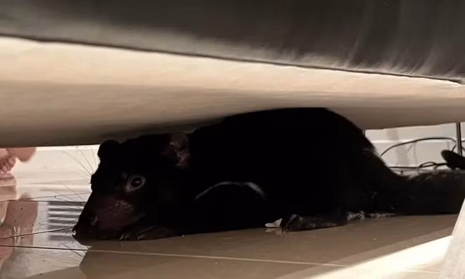 Bà Kirsten Lynch nói rằng tiếng thét của mình đã đánh thức cả nhà khi thấy con quỷ Tasmania bỏ chạy vào hôm 28/12. Người phụ nữ lúc đầu tưởng nhầm con vật là thú bông của chó.