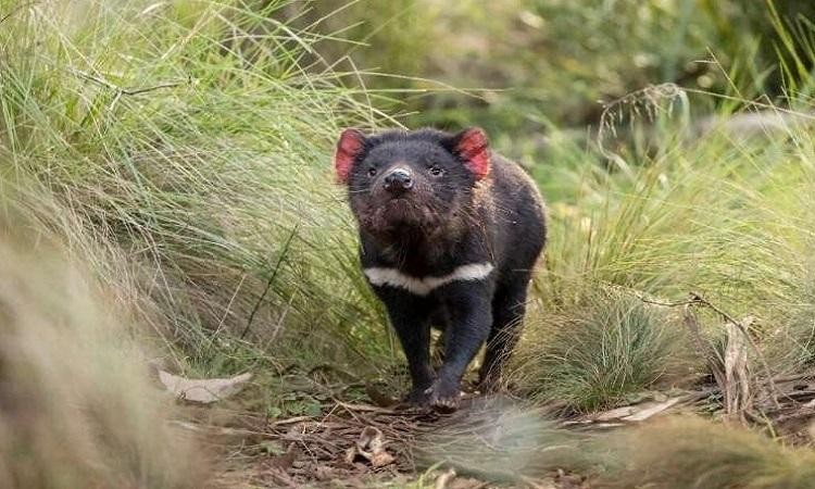 Vào ban ngày, quỷ Tasmania tìm nơi trú ẩn dưới các phiến đá, trong hang động, bụi rậm, hang hoặc khúc gỗ rỗng. Với thân hình chắc nịch và cái đầu to, loài vật này trông chậm chạp và lúng túng khi chúng di chuyển, nhưng chúng lại là loài ăn thịt hàng đầu ở Tasmania.