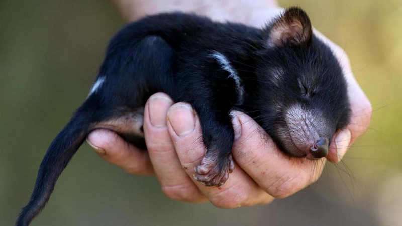 Bà Lynch cho biết con quỷ Tasmania xuất hiện trong nhà mình tại thành phố Hobart, Australia có thể là do nó đã chui qua hàng rào ở vườn và đi theo chú chó của gia đình.