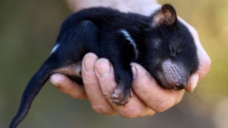 Bà Lynch cho biết con quỷ Tasmania xuất hiện trong nhà mình tại thành phố Hobart, Australia có thể là do nó đã chui qua hàng rào ở vườn và đi theo chú chó của gia đình.