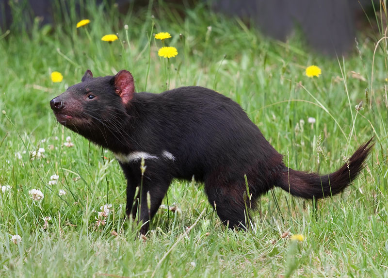 Trong khi chồng bà dùng chổi đuổi con thú nhỏ ra khỏi nhà, bà Lynch và các con phải đứng tạm trên bàn ăn, Guardian cho hay.