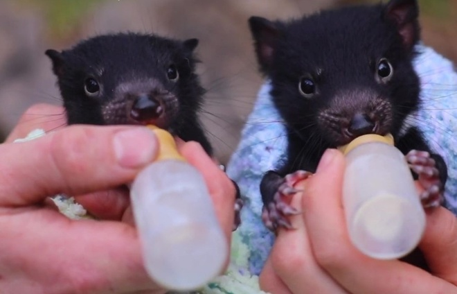 "Nó rất dễ thương", bà Lynch nói. "Có lúc cả gia đình đứng trên bàn ăn, trông rất buồn cười".