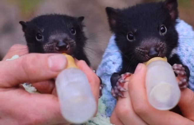 "Nó rất dễ thương", bà Lynch nói. "Có lúc cả gia đình đứng trên bàn ăn, trông rất buồn cười".