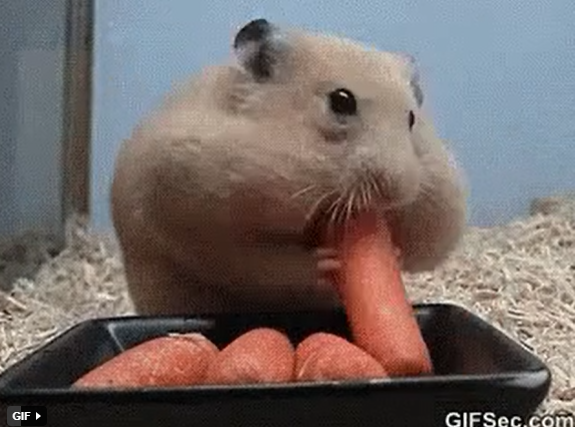 Nếu từng nuôi chuột hamster, bạn chắc chắn biết con vật bé xinh ấy giỏi giấu đồ ăn cỡ nào. Chúng có thể nhét được cả một mớ cà rốt vào trong miệng.